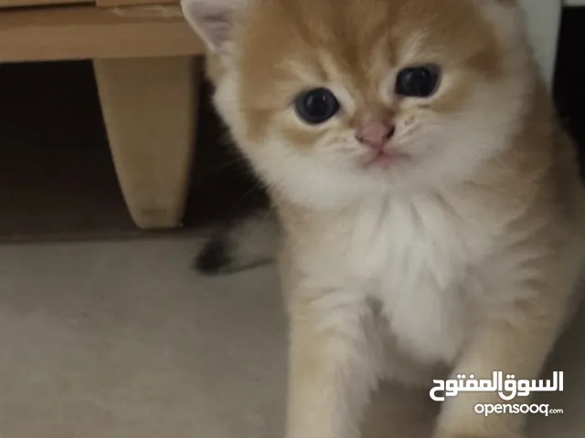 Ny golden British shorthair male