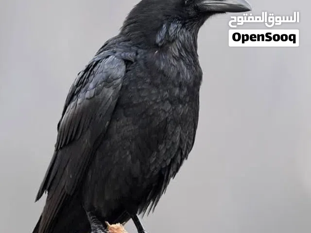 السلام عليكم مطلوب فرخ غراب للشراء ب البصرة الي عنده لا يقصر خل يتواصل وياي بس كون لونه اسود كامل
