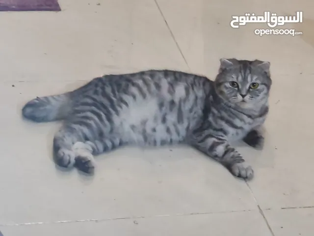 عدد 4 قطط معهم كل أغراضهم