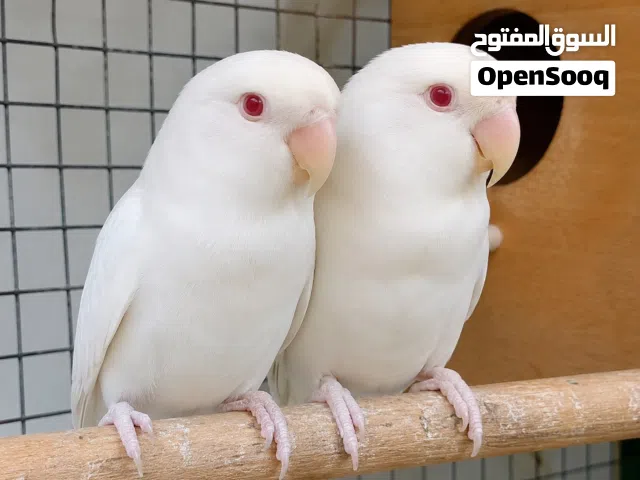 مطلوب ازواج ببغاء روز ألبينو