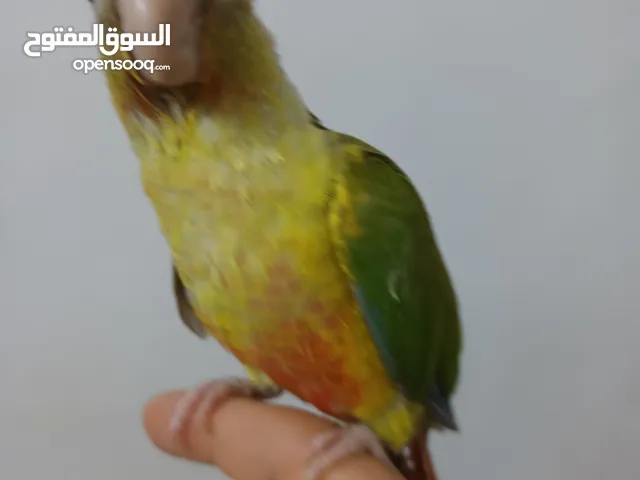 كنيور رد فاكتور (اناناس) للبيع