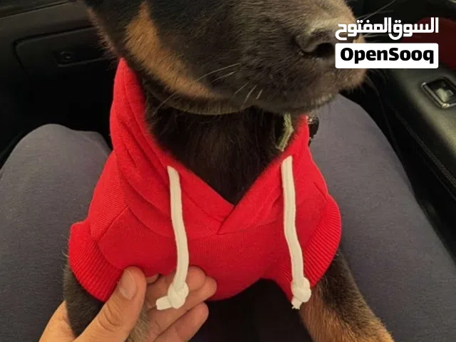 جرو جيرمن للبيع