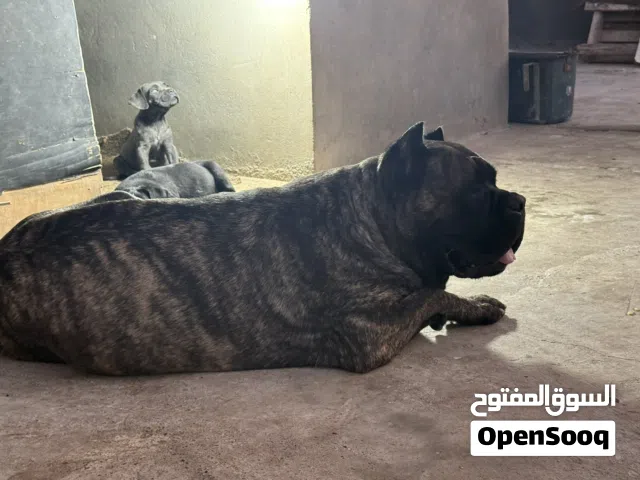 جرواي كين كورسو عمر شهر ونص سلاله رقم 1 في ليبيا أبناء البطل ارماندو و الام غولة
