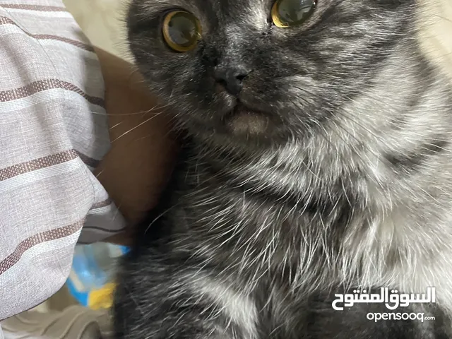 قط سكوتش فولد