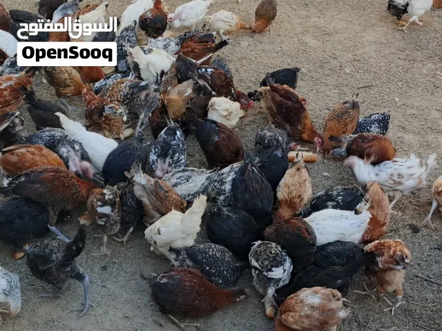 دحاج للبيع 35 دينار
