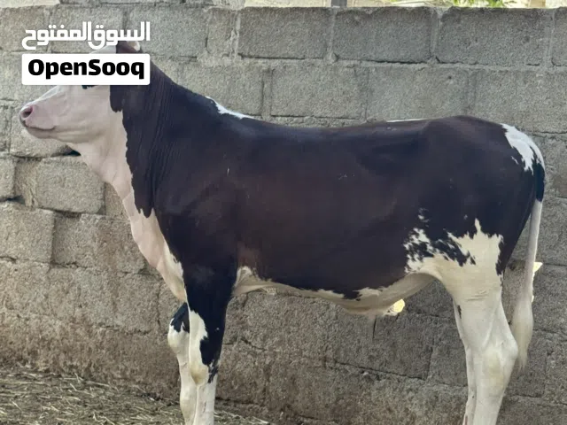 للبيع عجله عجل عجاب بقره كبش قعود تيس اقرأ الوصف تحت