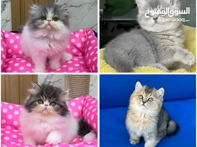 تشكيله قطط سكوتش ستريت وهملايا مستوى رائع جدا اكثر قط عمر شهرين ( شوف الاعلان كامل )