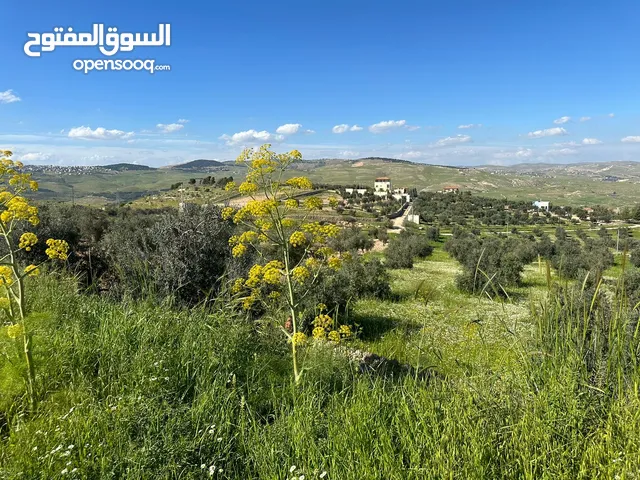 Farm Land for Sale in Zarqa Al-Alouk