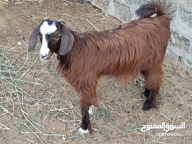 تيس و ثلاث صخلات شوف الوصف