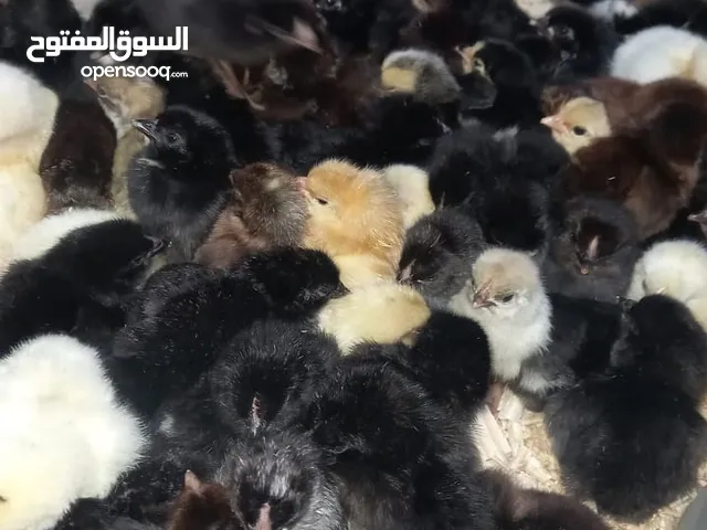 فلوس خلايط السلالات و الفيومي الحر الفضي والذهبي