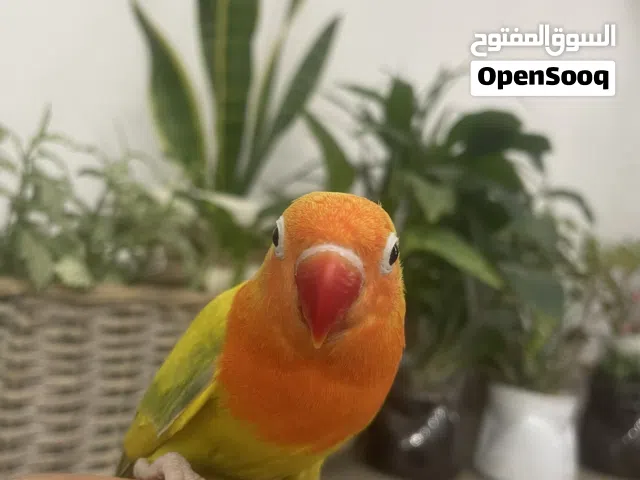 طائر فيشر ذكر أليف غير شرس لون مميز وربوة يقف على اليد 20 دينار
