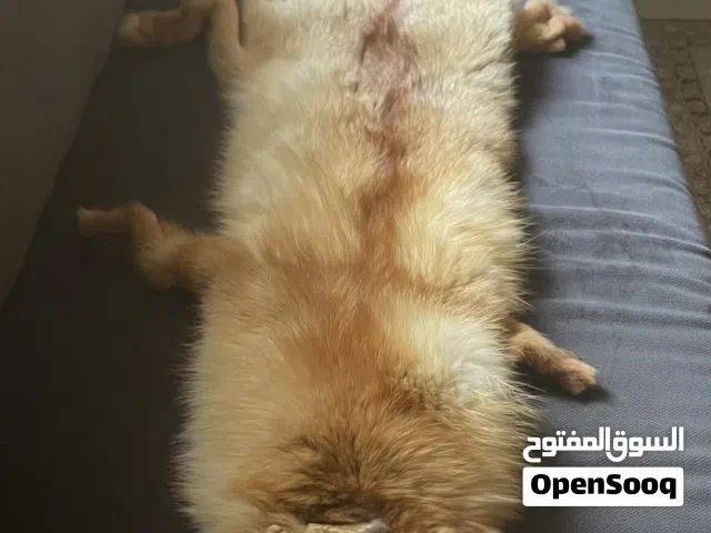 ثعلب روسي احمر