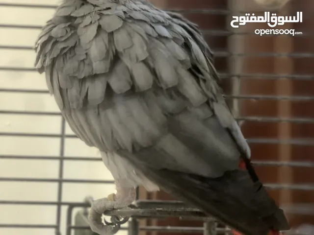 كاسكو للبيع عمره 8 سنوات يقلد الاصوات