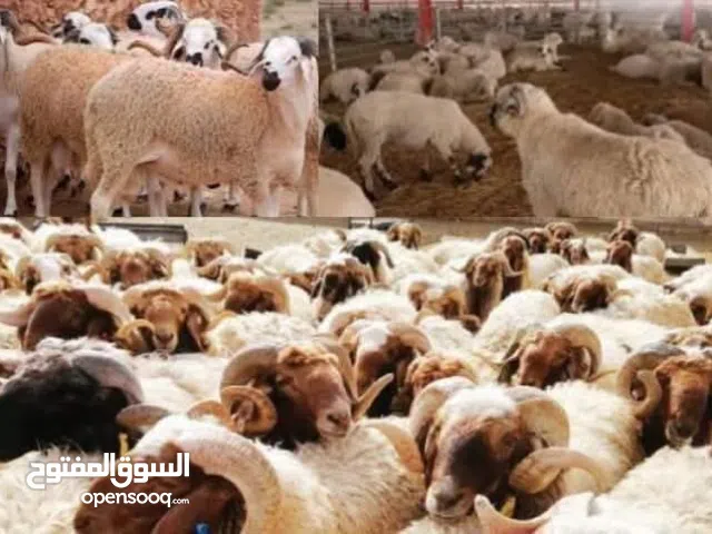 ذبايح بلدي حلال