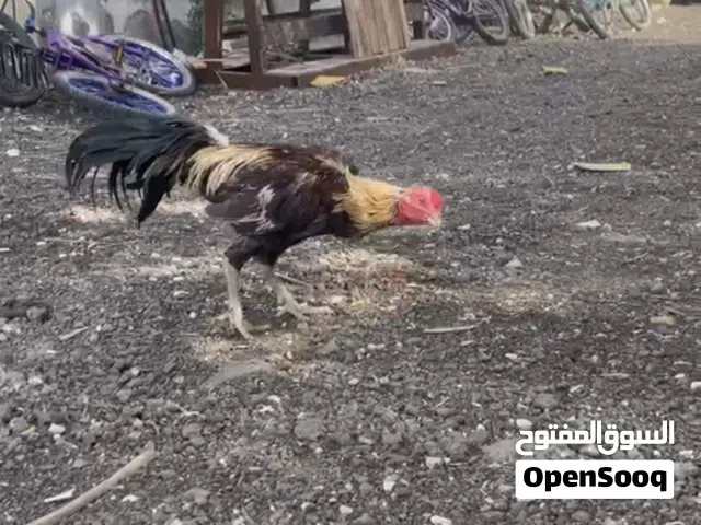 للبيع طير بورمي واقف العمر 11شهر السعر 20