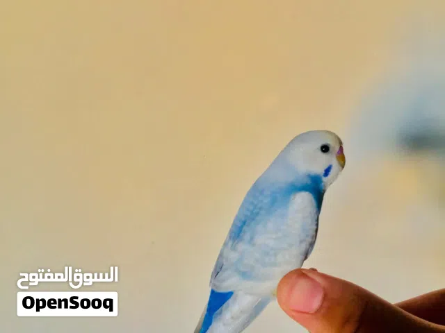 مطلوب فروخ بقلينو كيف كابرات بسعر كويس للتواصل في الخاص
