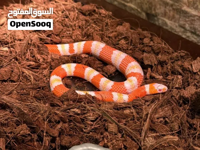 ثعبان ميلك سنيك