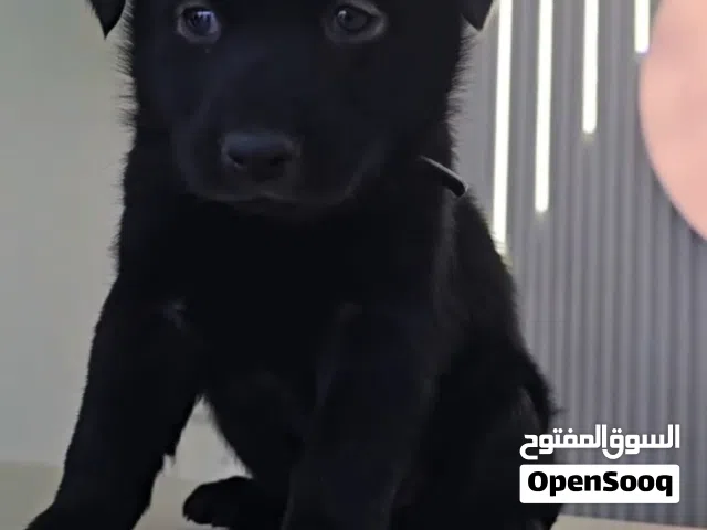 كلب جيرمن شبرد رويال بلاك للبيع