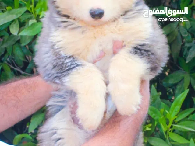 جراوي هاسكي عمر شهرين