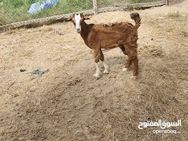 تيوس 2وحد صلالي ووحد تهجين للبيع
