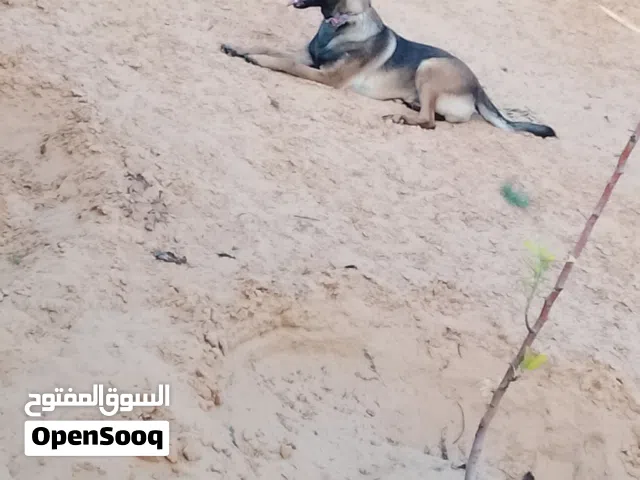 كلب شيراسه ما شاء الله عمره سبع شهور مطعم بالكتيب قابل ذكر كان في انثى طبي تكسبها رقم الهاتف قابل حت