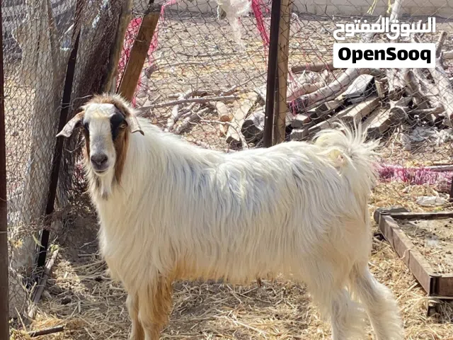 للبيع تيس عمره 4 سنوات