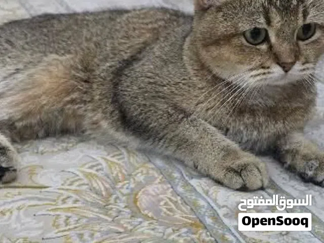قط سكوتش ستريت ذكر   السعر 130 و قابل ل التفاوض يئتي مع جميع مستلزماته