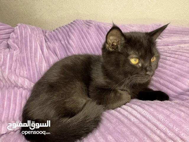 قطتين سكوتش للبيع