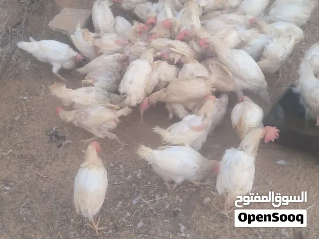 دجاج تونسي للبيع في حاله ممتازه