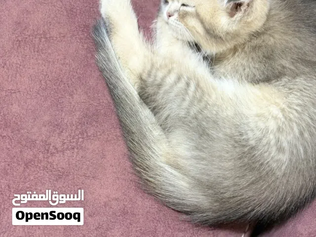 كتن ذكر وأتقى متشابهات جداً نفس الون ولشكل