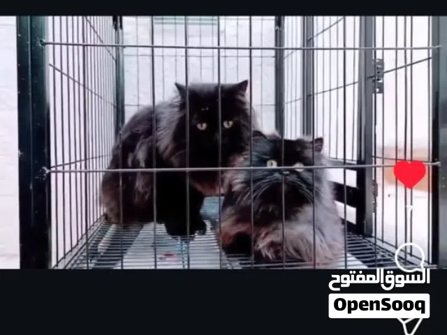 قطط صغيرة نوع هملايا للبيع