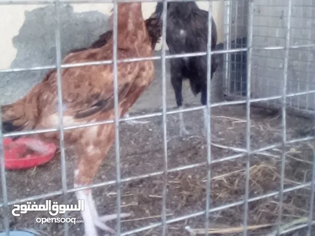 الوصف مهم جدا