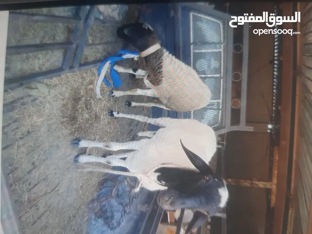نعحه حايل سنه تاني ورباع الله يبارك