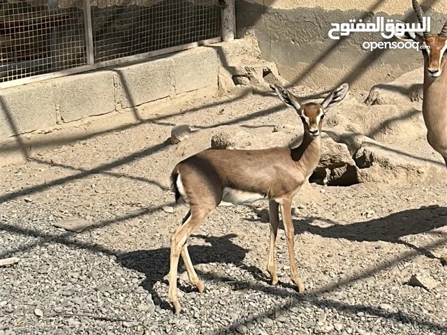 غزال ديماني