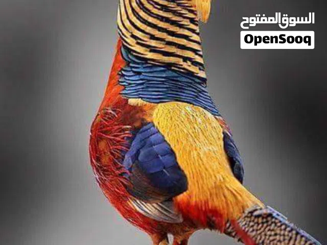 مطلوب ذكر حجل