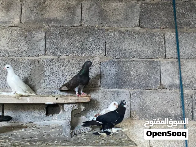 سلام عليكم  كوبيه شقلاب قلاب ربي يبارك  تو تحتها   دحي  ربي يبارك في رزاق لجميع أو فروخ