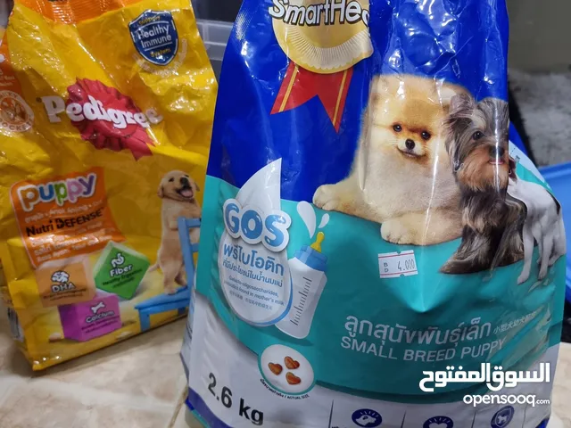 for sale shitzu 2 months للبيع شيتزو عمره شهرين