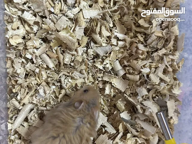 للبيع هامستر أليف، نوعه سوري