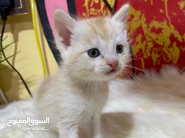 قطط ثنين معه امهن بسعر تبني 50الف فقط