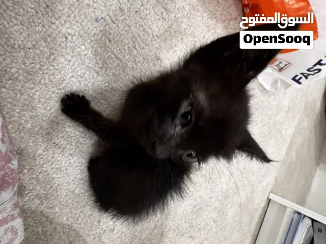 قطه صغيره حنونه للتبني مع طعامها