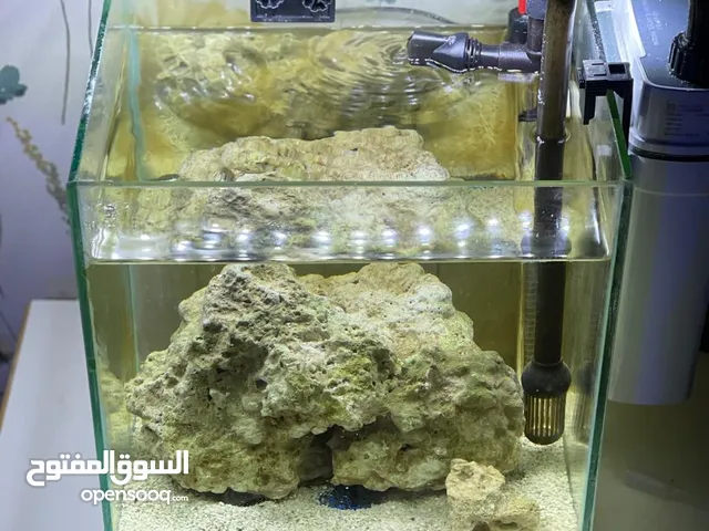 حوض سمك بحري من غير الفلتر و الحجر