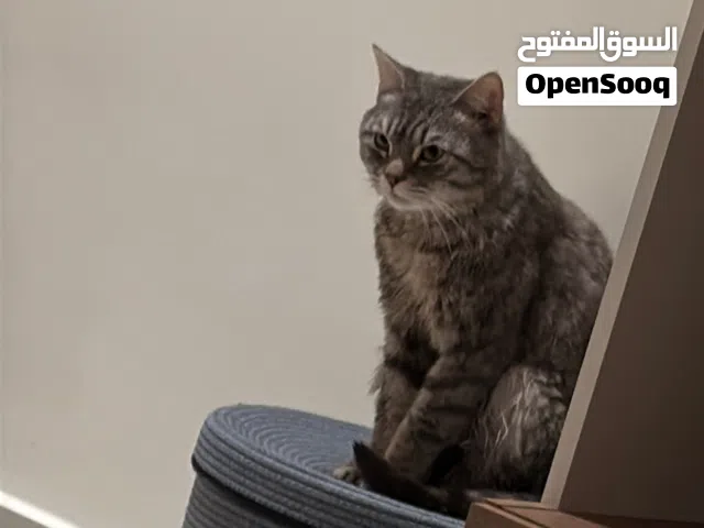 للتبي قط بحالة صحية ممتازة