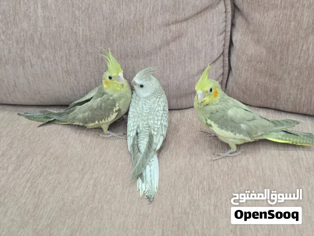 فروخ الكوكتيل  600 درهم