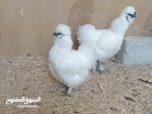 دجاج قطني خوارج