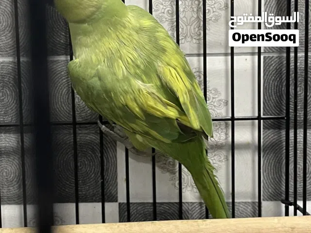 للبيع طائر الدره الهندي