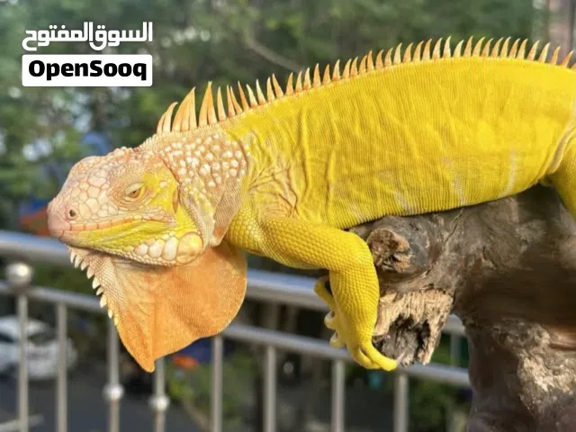 ايجوانات الوان نادره اسعار على حسب نوع ولون