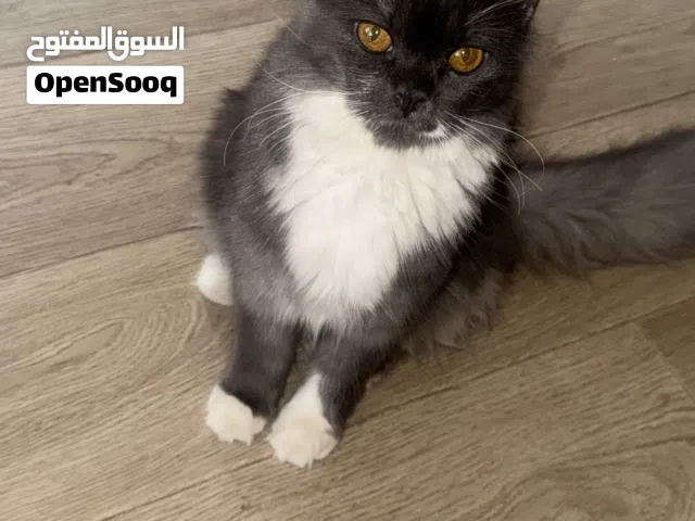 قطه شيرازي