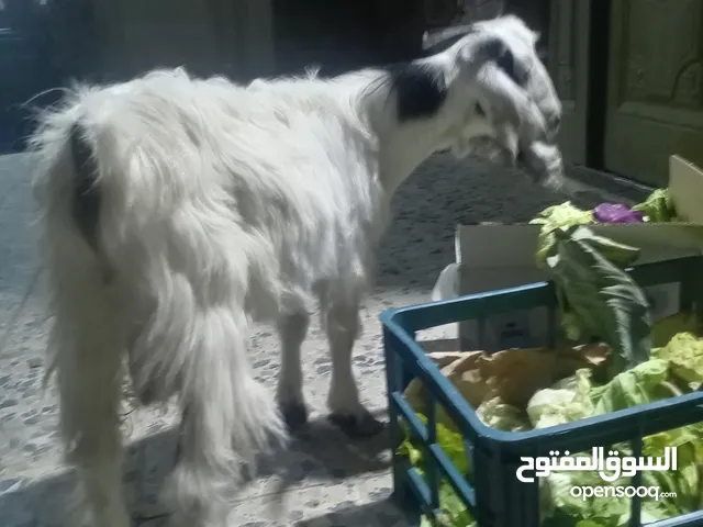 صخل للبيع نضيف مال بيت