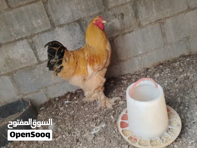 دجاج براهما