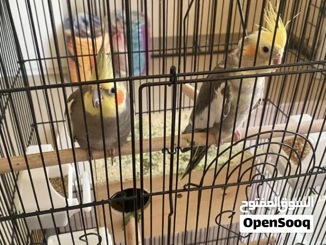 طائر الكوكتيل